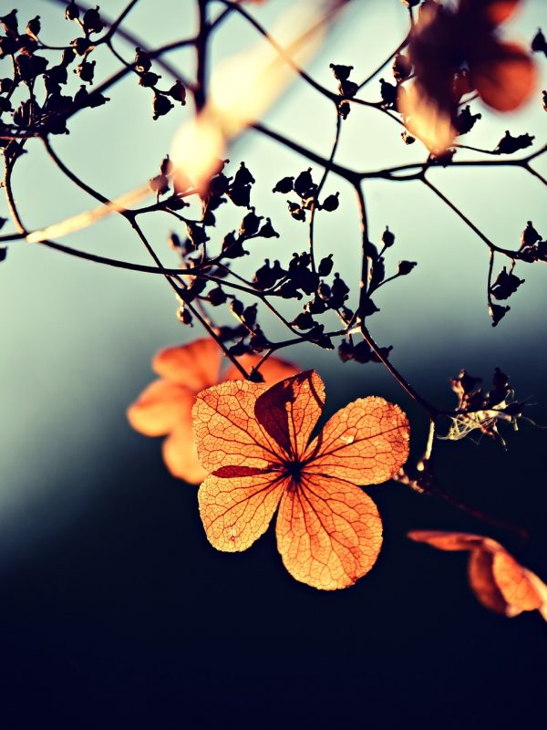 flower-3876195_1920 flower-3876195_1920