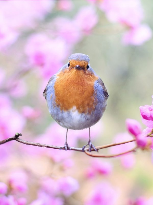 spring-bird-2295436_1920 (1) spring-bird-2295436_1920 (1)