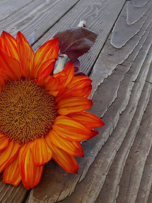sunflower-187985_1920 sunflower-187985_1920